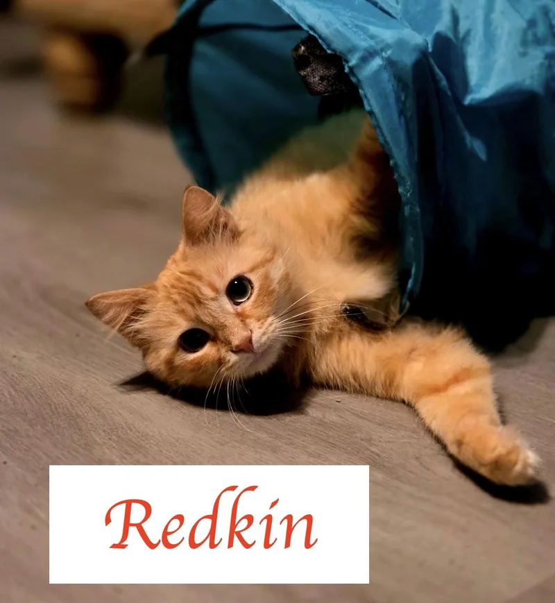 Redkin thumbnail 2