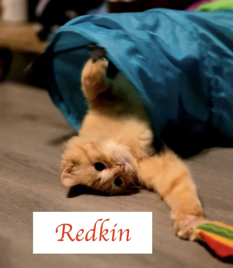 Redkin thumbnail 3