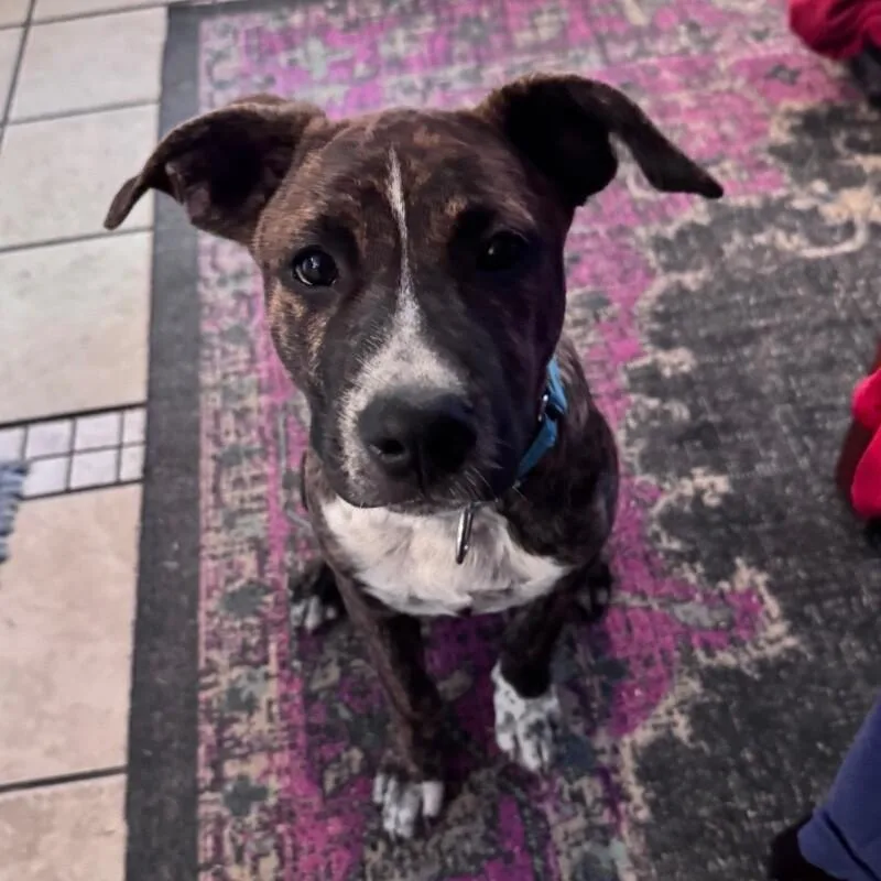 A baby medium-sized male Brindle Mixed Breed dog named Aladdindisney for adoption in lawton, OK