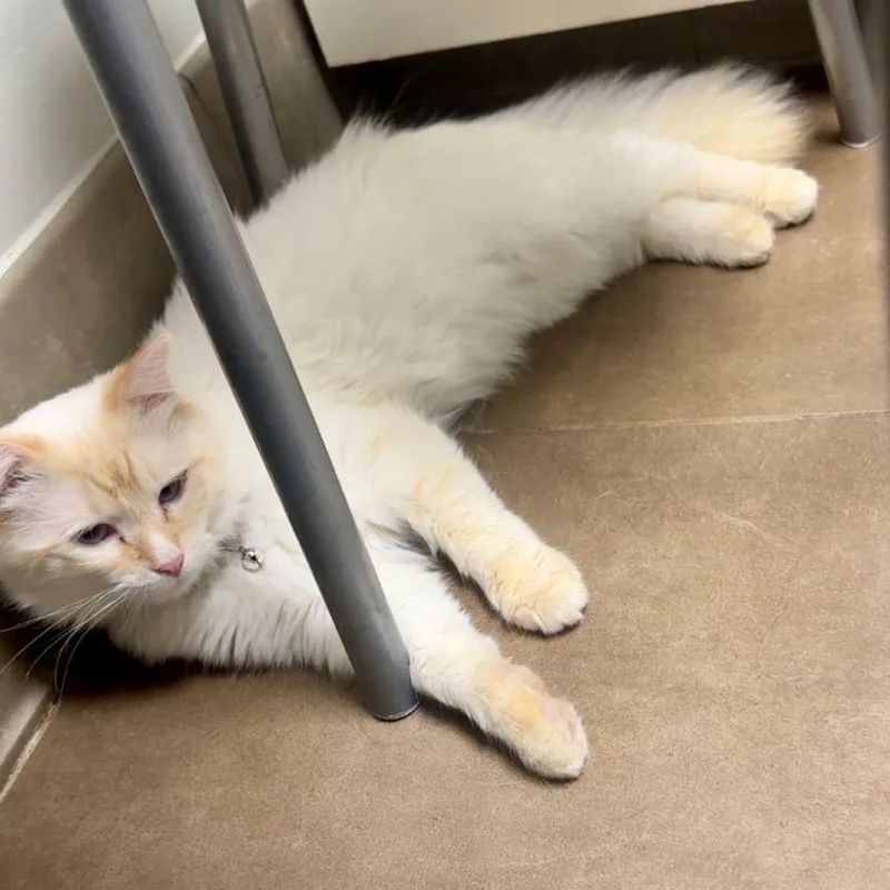 A baby medium-sized male Flame Point Balinese cat named Saar for adoption in Tulsa, OK