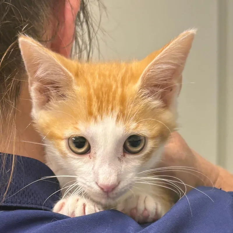 A baby small-sized male Orange / Red Domestic Medium Hair cat named Stephen for adoption in Fort Smith, AR