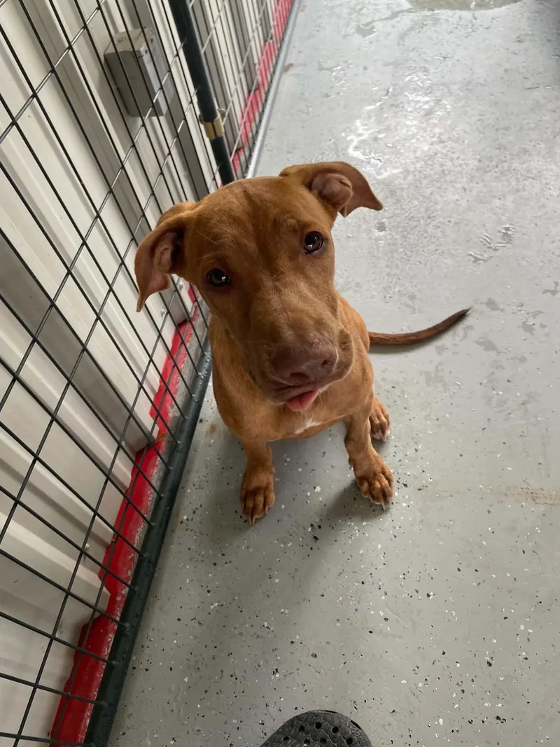A young medium-sized male Labrador Retriever dog named Zak for adoption in Bishopville, SC