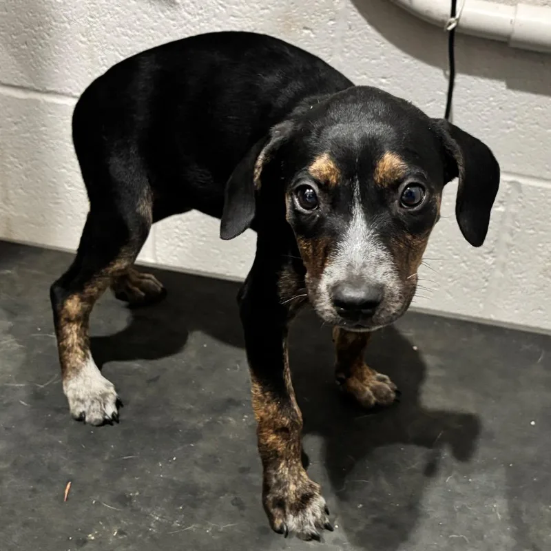 A baby small-sized female Black Mixed Breed dog named Ping for adoption in Nashville, TN