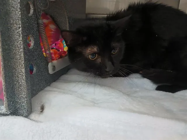A senior medium-sized male Domestic Short Hair cat named Mister for adoption in Chula Vista, CA