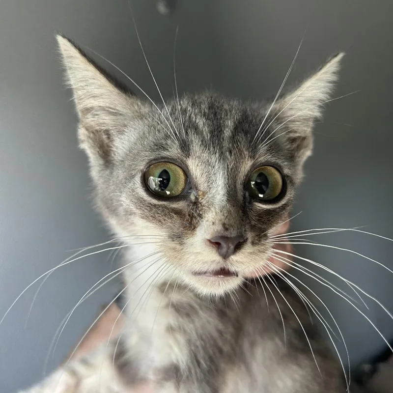A baby small-sized male Gray / Blue / Silver Domestic Short Hair cat named Pinecone for adoption in Greensboro, NC