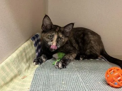 A baby medium-sized female Domestic Short Hair cat named Calamity for adoption in Divide, CO
