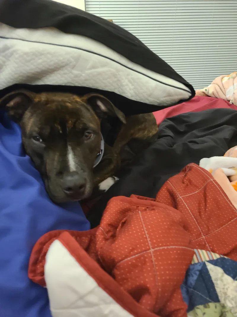 A young medium-sized female Whippet dog named Mallory for adoption in Crystal Lake, IL