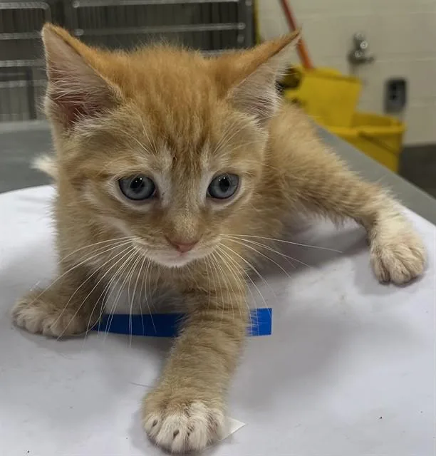 A young small-sized male Domestic Short Hair cat named Yakko for adoption in Upper Marlboro, MD