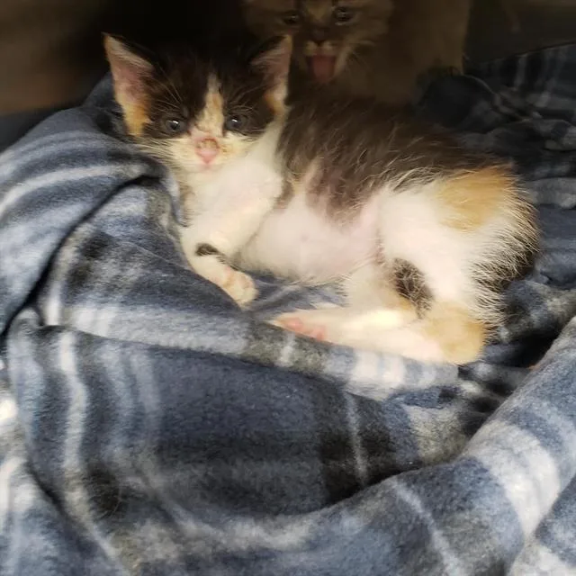 A baby small-sized female Domestic Short Hair cat named Trixie for adoption in Charlotte, NC