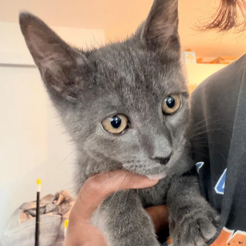A baby small-sized male Gray / Blue / Silver Domestic Short Hair cat named Julian for adoption in Middle Village, NY
