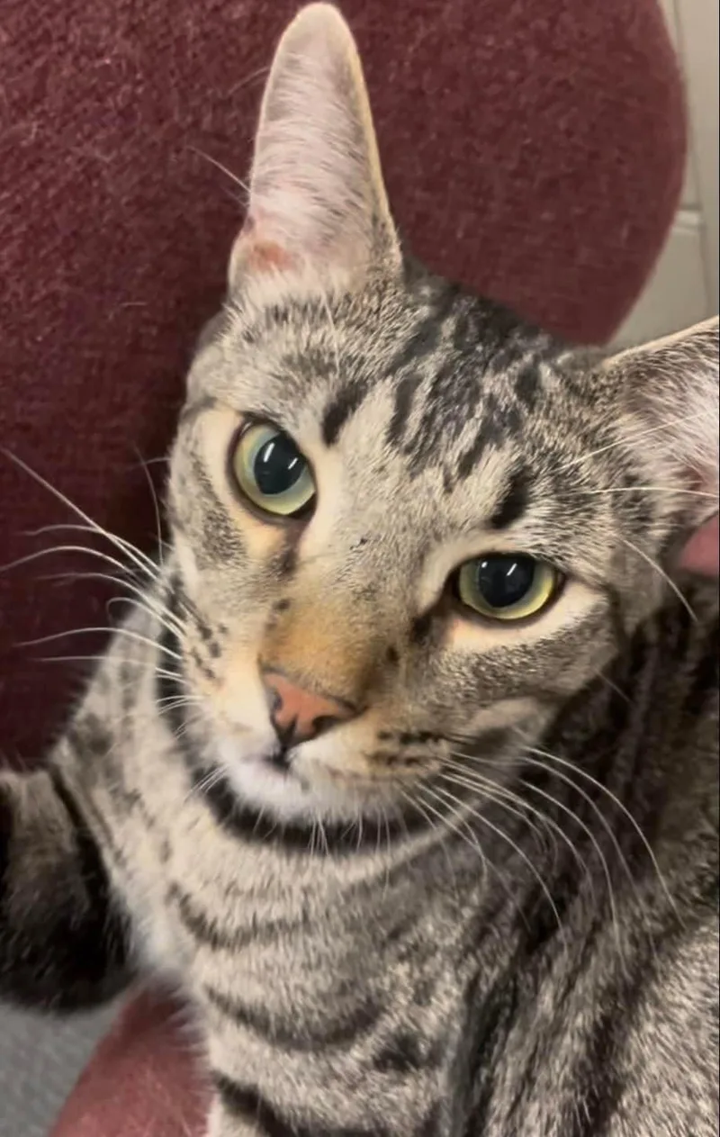 An adult medium-sized male Tabby (Gray / Blue / Silver) Domestic Short Hair cat named Ben for adoption in Petaluma, CA