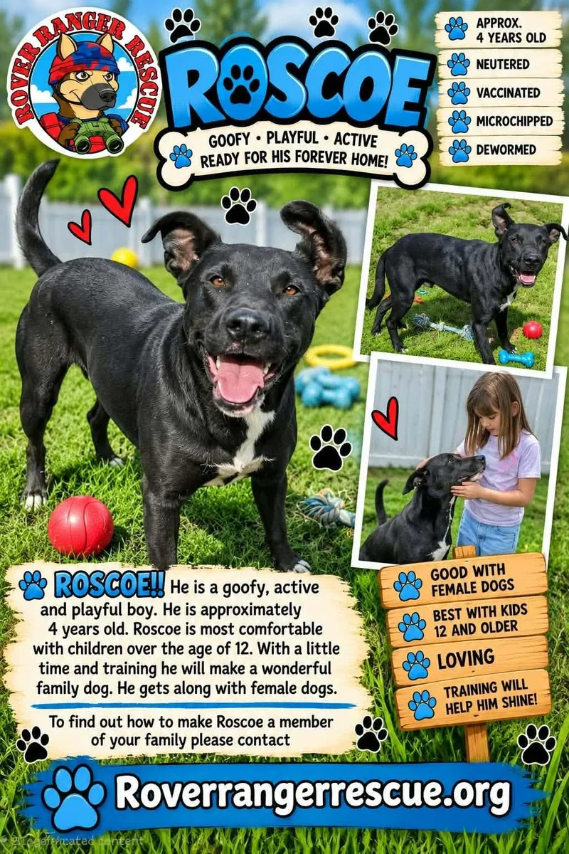 An adult medium-sized male Labrador Retriever dog named Roscoe for adoption in Wrightwood, CA
