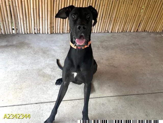 An adult large-sized male Mixed Breed dog named Gigantor for adoption in West Palm Beach, FL