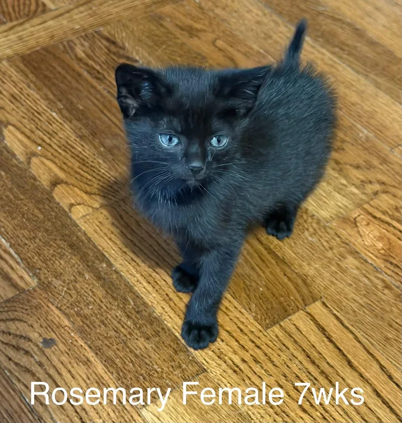 Rosemary