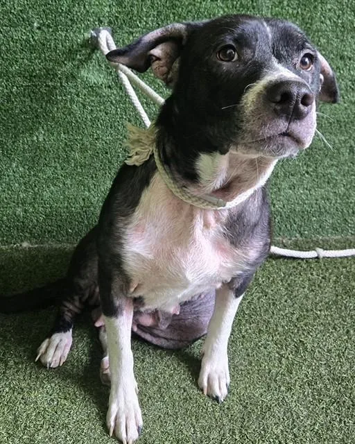 A young medium-sized female Border Collie dog named Queen for adoption in Lancaster, CA