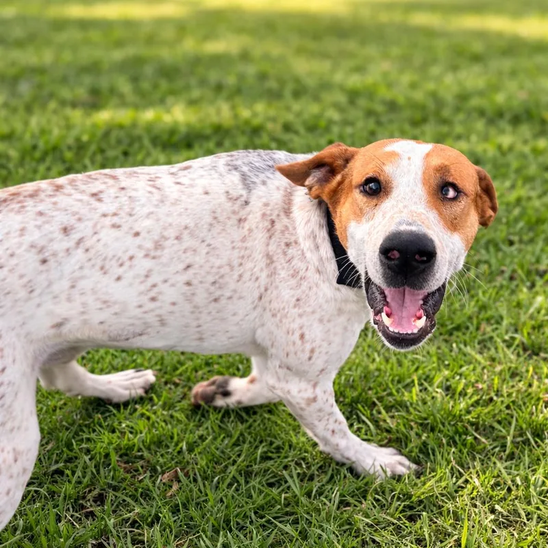 Rusty Roo thumbnail 2