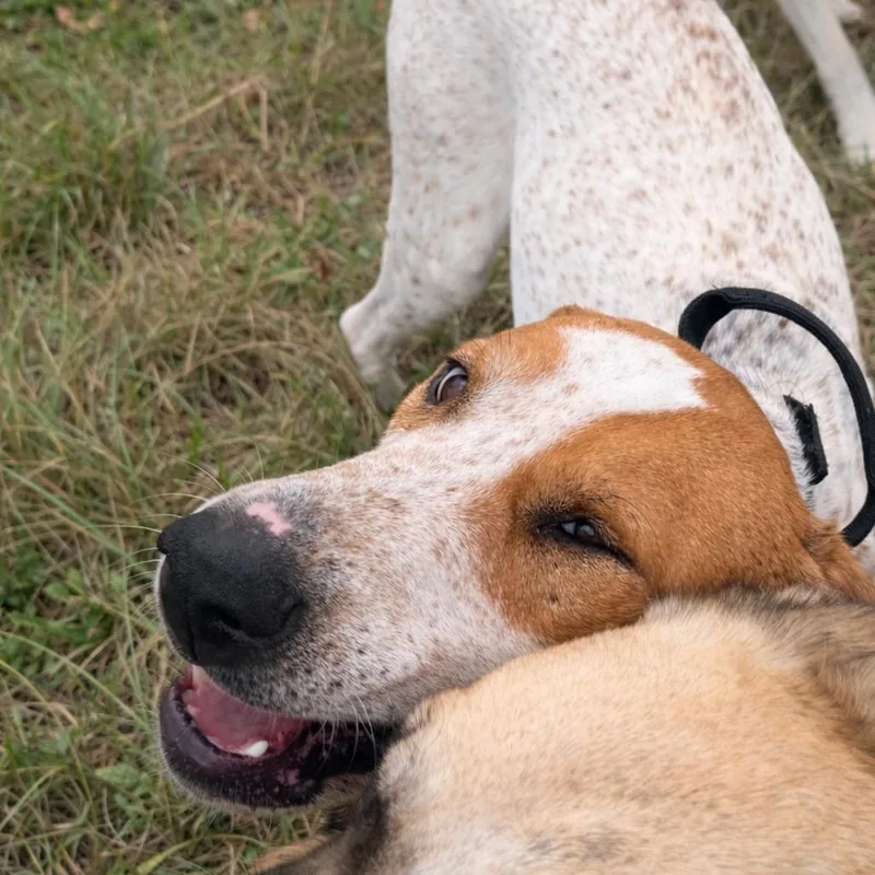 Rusty Roo thumbnail 5