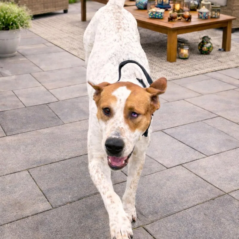 Rusty Roo thumbnail 6