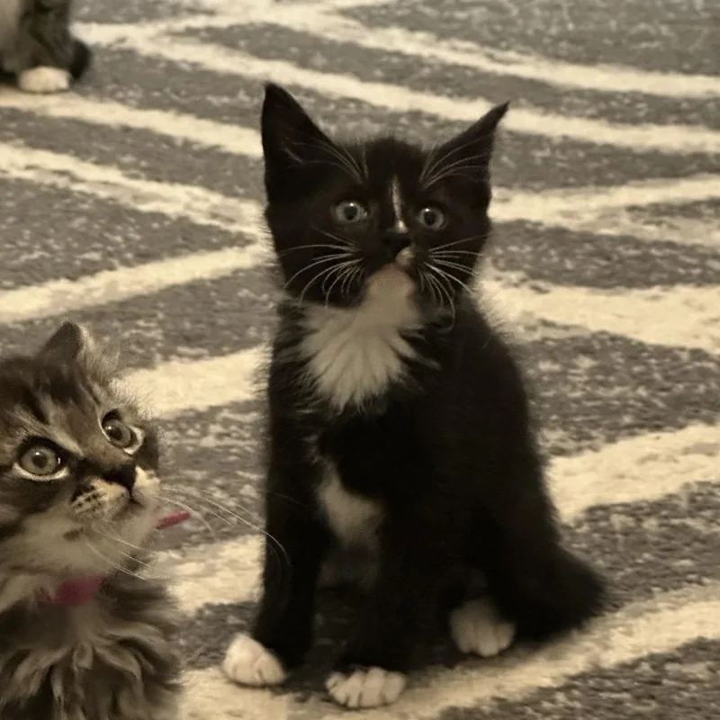A baby small-sized female Black Domestic Short Hair cat named Hera for adoption in Bismarck, ND