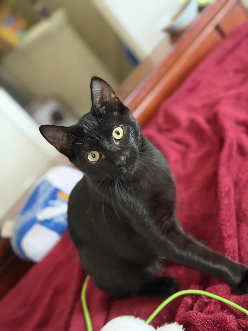 A baby medium-sized male Black Domestic Short Hair cat named Vinnie for adoption in Metairie, LA