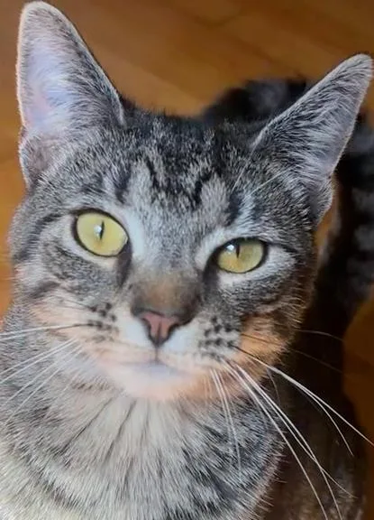 A young medium-sized female Brown / Chocolate Domestic Short Hair cat named Marsha for adoption in Pittstown, NJ