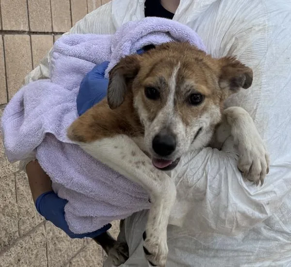 A young medium-sized female Shepherd dog named Godzilla for adoption in Escondido, CA