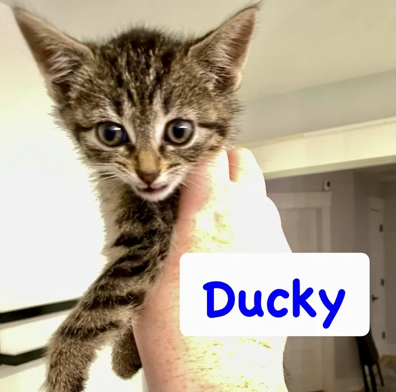 A baby medium-sized male Tabby (Brown / Chocolate) Domestic Short Hair cat named Ducky for adoption in Reston, VA