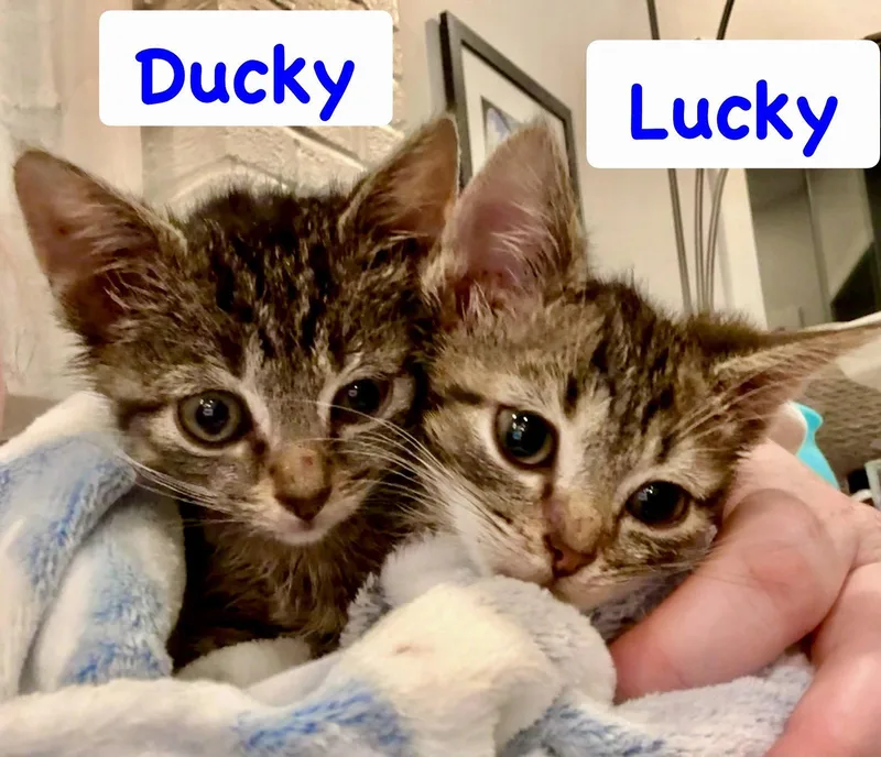 Ducky thumbnail 2