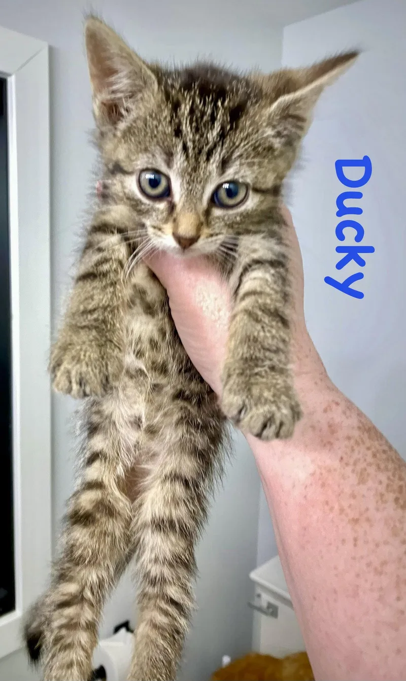 Ducky thumbnail 3