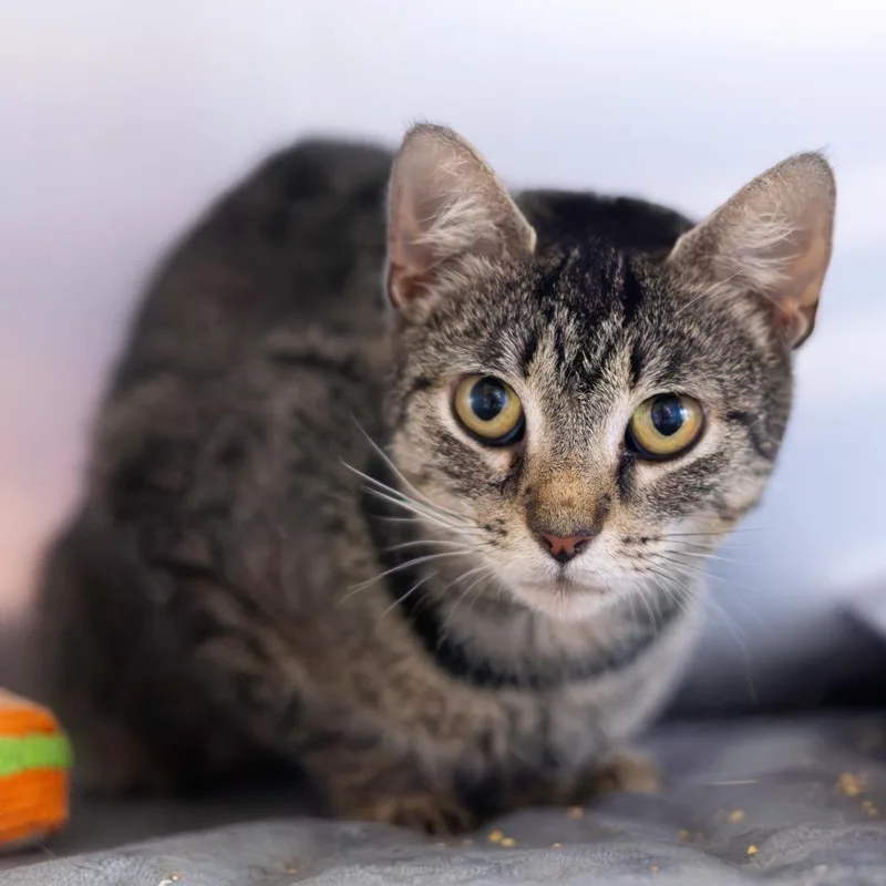 A young medium-sized female Brown / Chocolate Domestic Short Hair cat named Mamas for adoption in Newark, DE