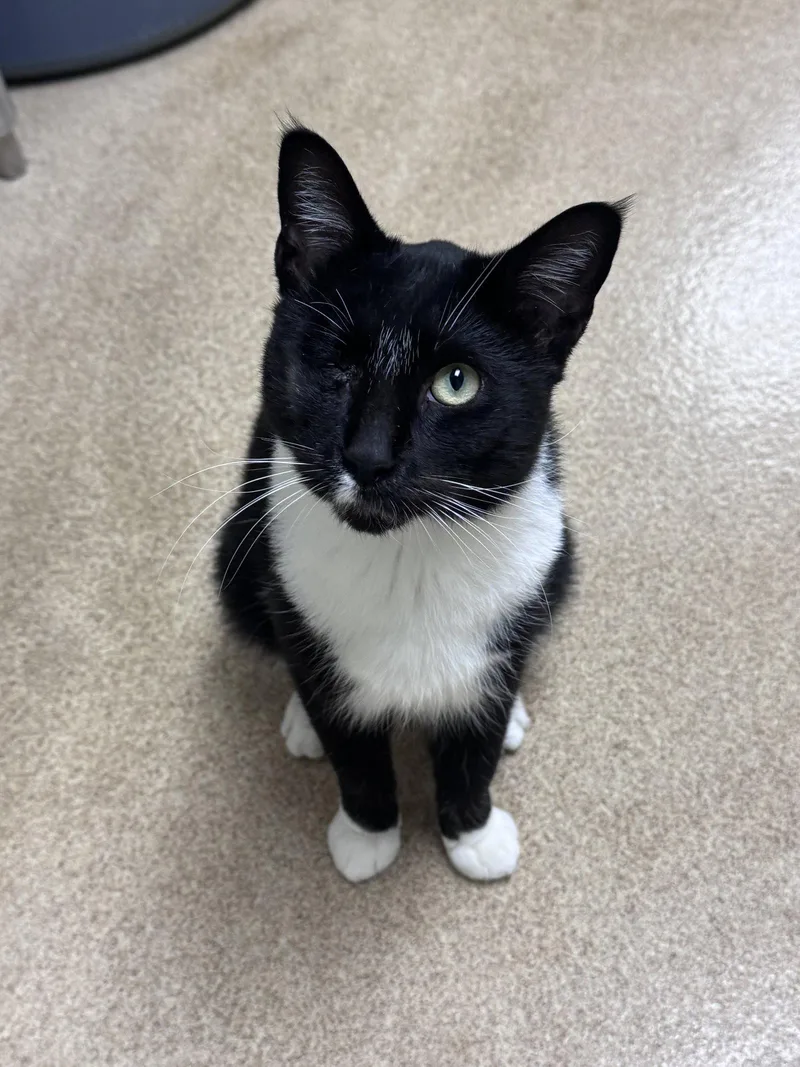 An adult medium-sized male Black & White / Tuxedo Domestic Short Hair cat named Mango for adoption in Brick, NJ