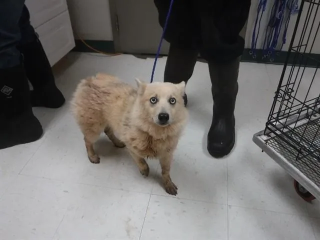 A young small-sized female Pomeranian dog named Jazzy for adoption in Oroville, CA