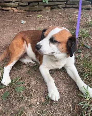A senior small-sized male Beagle dog named Nero for adoption in Mocksville, NC
