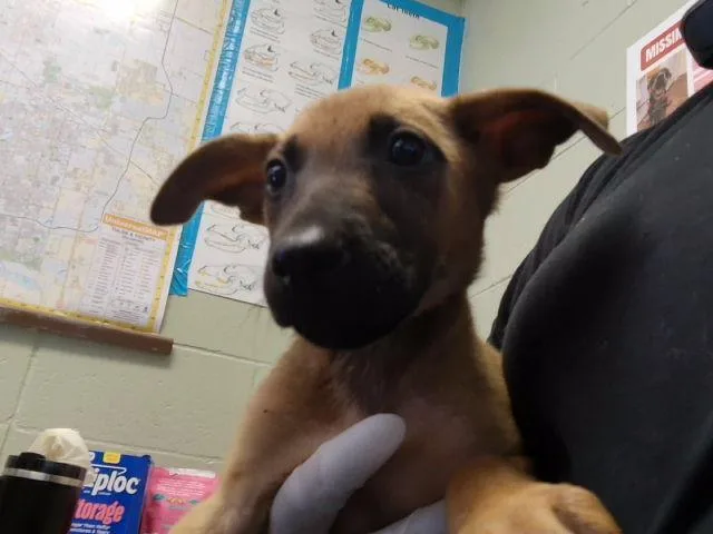 A baby small-sized male German Shepherd Dog dog named Fall for adoption in Tulsa, OK