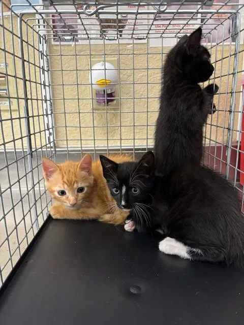 A baby small-sized male Domestic Short Hair cat named A for adoption in Fort Myers, FL