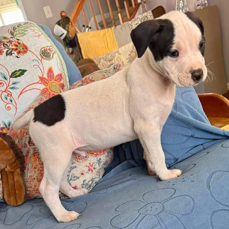 A baby medium-sized female White / Cream Mixed Breed dog named Nook for adoption in Fredericksburg, VA