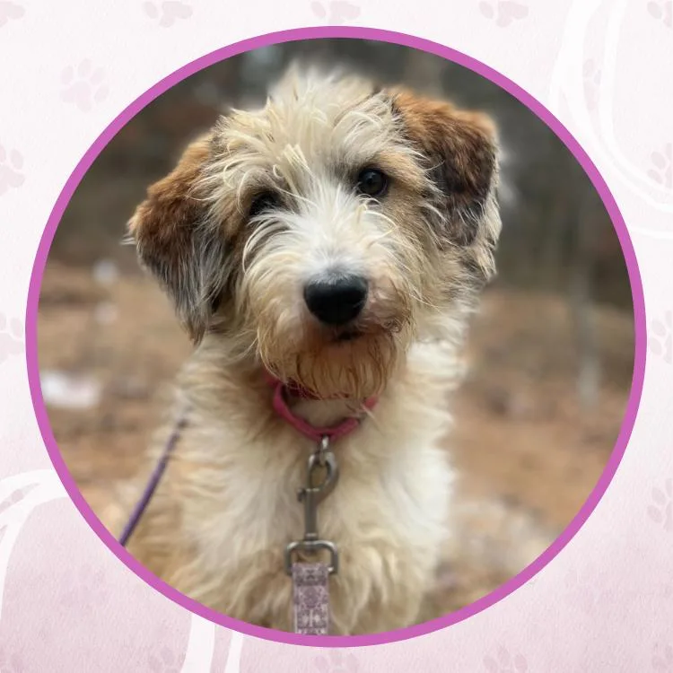 Fragrance thumbnail 2