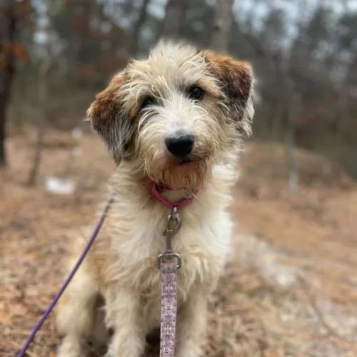 Fragrance thumbnail 3