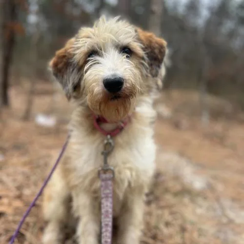 Fragrance thumbnail 4