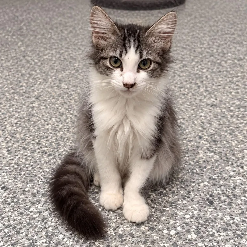 A baby small-sized female Tabby (Brown / Chocolate) Domestic Medium Hair cat named Paulette for adoption in Antioch, CA