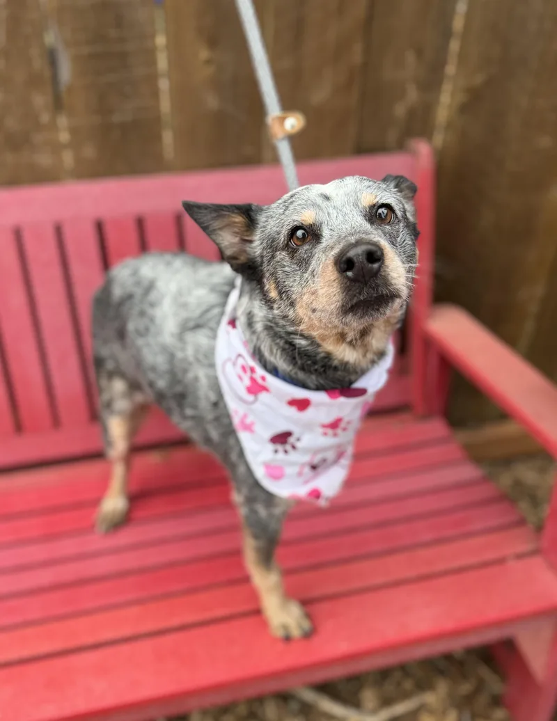 An adult small-sized female Gray / Blue / Silver Australian Cattle Dog / Blue Heeler dog named Kenzie for adoption in lynnwood , WA