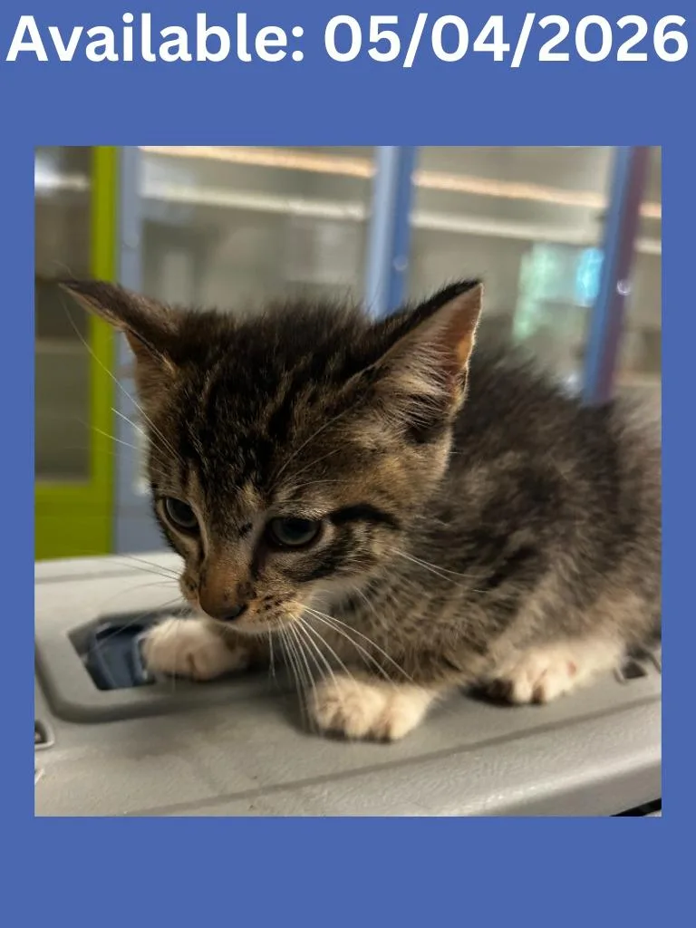 A baby small-sized male Domestic Short Hair cat named Cat Condo for adoption in Greenville, TX