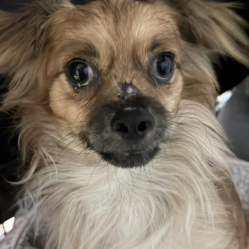 An adult small-sized male Yellow / Tan / Blond / Fawn Chihuahua dog named Benji for adoption in Sugar Grove, IL