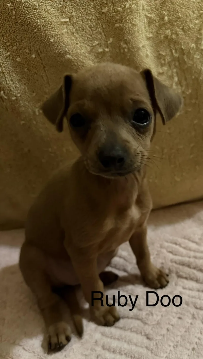 A baby small-sized female Chihuahua dog named Ruby Doo for adoption in Discovery Bay, CA