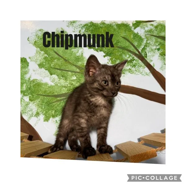 A baby small-sized male Domestic Short Hair cat named Chipmunk for adoption in Canton, GA