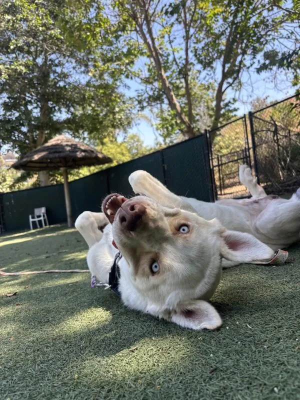 Duke