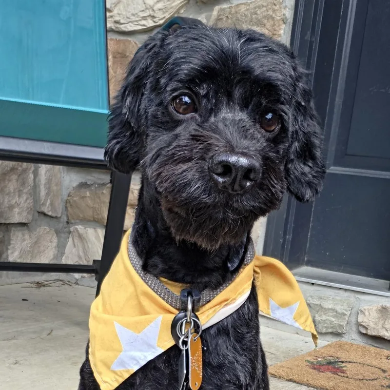 A senior small-sized male Black Cockapoo dog named Bud for adoption in Alexandria, VA