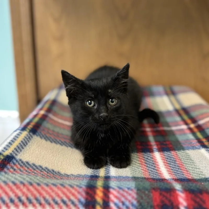 A baby small-sized female Black Domestic Short Hair cat named Friarelli for adoption in Fargo, ND