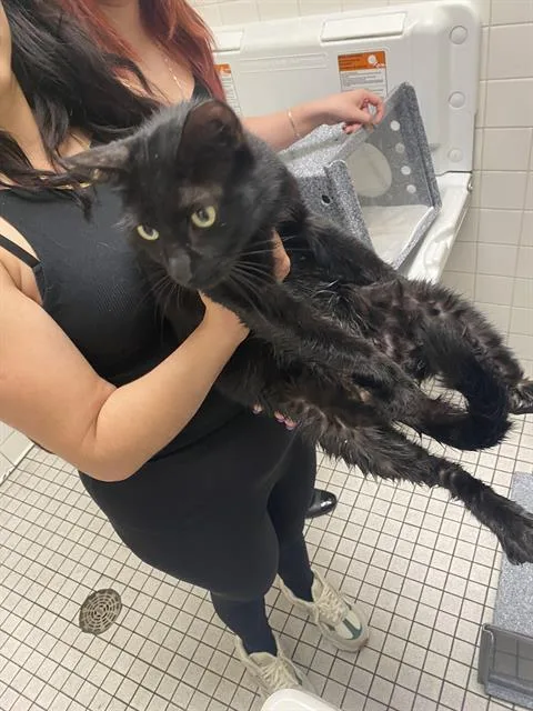 A young medium-sized male Domestic Short Hair cat named Midnight for adoption in Dallas, TX