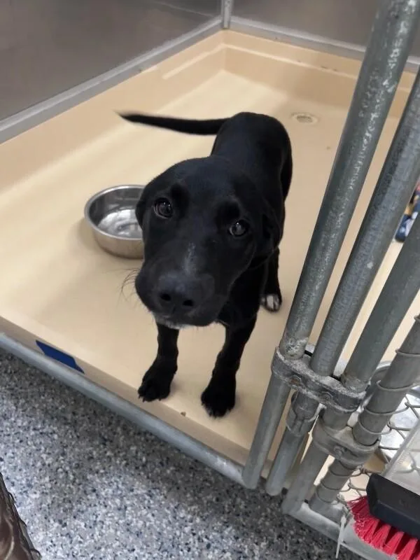 A young medium-sized female Black Labrador Retriever dog named Unknown for adoption in Burgaw, NC